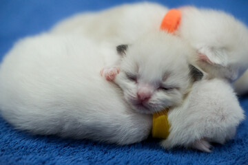 Newborn 1 week old ragdoll kittens sleeping with eyes closed on the blanket, domestic cat