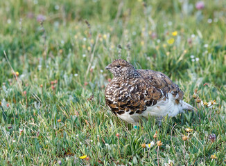 White tailed Ptarmigan on the alpine tundra surrounded by wildflowers
