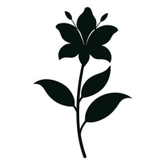 lily flower isolated on white