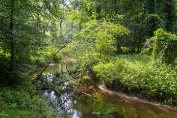 Fallen trees and branches obstructing flowing creek in lush forest