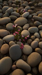 Obraz premium Small pink flowers bloom amongst smooth river stones