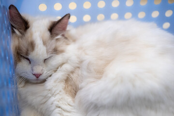 Fototapeta premium Cute Ragdoll cat sleeping in a blue basket