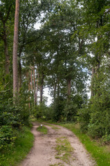 Fototapeta premium Sandy path winding through lush green forest in summer