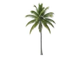 A tall coconut palm tree is isolated on transparent background