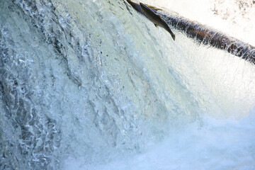 Determined Salmon Leaping Upstream Through Rushing Waterfall, Hokkaido, Japan