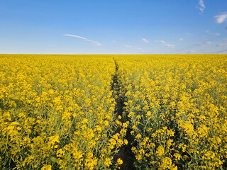 Vast rapeseed field in full bloom with bright yellow flowers and a footpath crossing the land,...