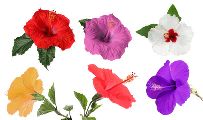 Different hibiscus flowers isolated on white, set