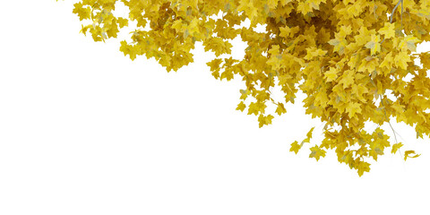 yellow autumn leaves