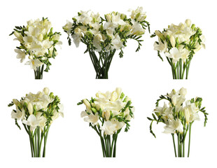 Set of beautiful freesia flowers isolated on white