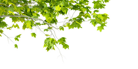 green leaves on white background