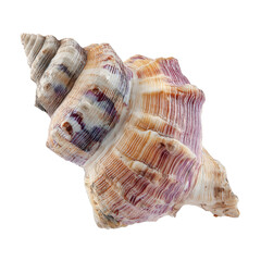 Fototapeta premium Spiral seashell with intricate ridges and vibrant purple and orange stripes marine ocean, Isolated On White, Png Transparent, Cut Out