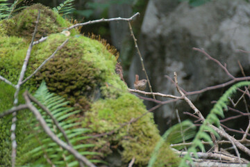 Moss-draped rock formations amidst lush vegetation in Asón, - Tall trees and short plants thrive in a lush, humid environment amidst weathered rocks covered in vibrant green mosses.