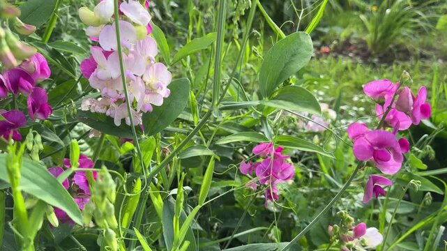 Pink Flowers Lathyrus Video