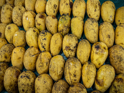 A top-down view of a large pile of ripe yellow mangoes, some with natural blemishes and spots, creating a detailed texture and an inviting, abundant display of fruit.