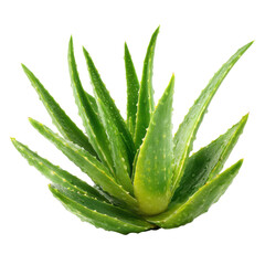 Lush green aloe vera plant with water droplets succulent, Isolated On White, Png Transparent, Cut Out