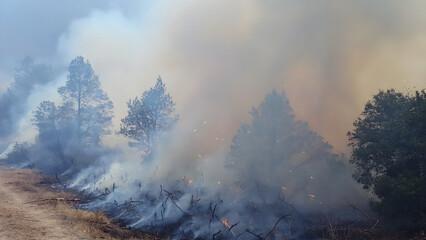 Drone View of Burnt Forest Plantation with Smoking Remains of Charred Branches After Fire