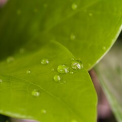 Fototapeta premium Fresh green leaf with water droplets, reflecting light, and showing nature's beauty