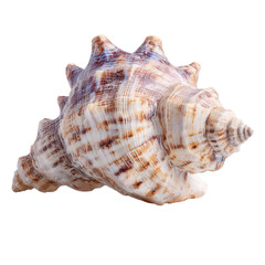 Obraz premium Spiky spiral seashell with brown and white stripes conch marine, Isolated On White, Png Transparent, Cut Out