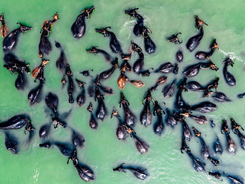 Aerial view of a herd of water buffaloes submerged in the greenish water, their dark bodies creating a striking contrast, Sariakandi, Bogra, Bangladesh.
