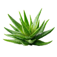 Vibrant green aloe vera plant with water droplets succulent, Isolated On White, Png Transparent, Cut Out