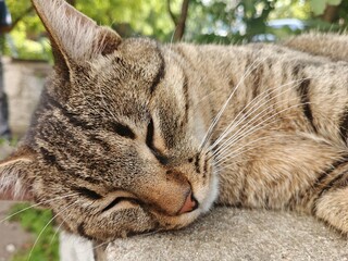 cat lying on the ground