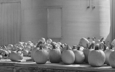 Fall season pumpkins display in black and white.