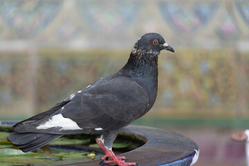 Close-Up of a Rock Pigeon Perched on a Fountain Rim