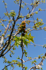Liquidambar styraciflua tree