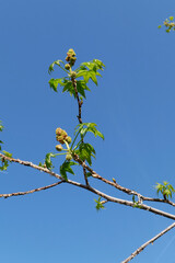 Liquidambar styraciflua tree