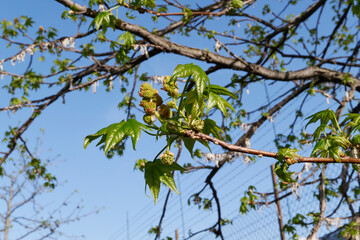 Liquidambar styraciflua tree