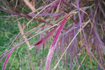 Pennisetum advena rubrum close up