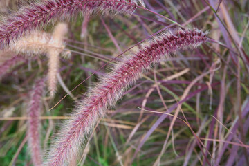 Pennisetum advena rubrum close up