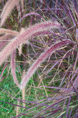 Pennisetum advena rubrum close up