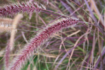 Pennisetum advena rubrum close up