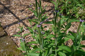 Verbena macdougalli in bloom