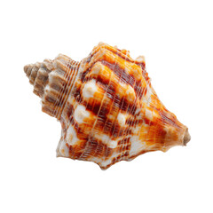 Fototapeta premium Ornate spiral seashell with textured ridges and patterned surface marine ocean, Isolated On White, Png Transparent, Cut Out