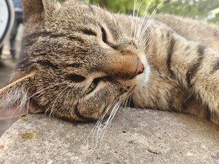 cat lying on the floor