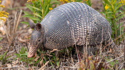 nine-banded armadillo in grass