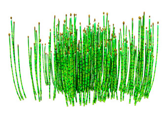 3D Rendering Common Horsetail Plants on White
