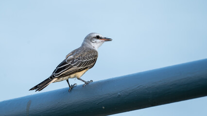 Scissor-tailed Flycatcher on railing