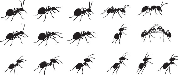 Ant Communicating Body still with antennae touching another ant as if transferring information. full length silhouette black vector illustration