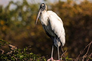 Wood Stork (Mycteria americana)  perched gracefully among green foliage. in the golden light