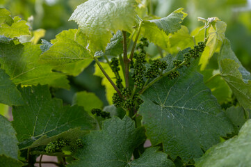 Late spring on premier and grand cru vineyards, pinot noir and meunier grapes in Lal de Livre, Champagne, France in May, young grapes close up