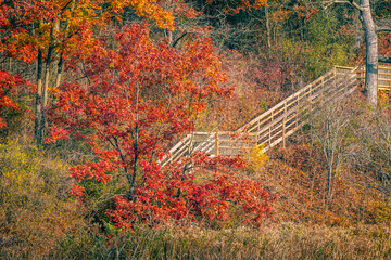 A lovely view of the  park with wooden steps surrounded by colourful trees in the autumn
