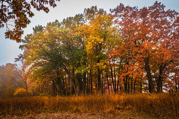 Autumn landscape. Colorful gradient autumn leaves in the park, autumn in Canada