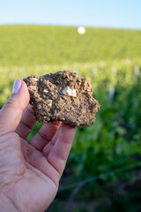 Chalky substrate soil provides excellent drainage,  soil sample from grand cru hilly vineyards in village Ay-Champange, Vallee de la Marne, Champagne region, France