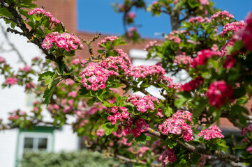 Red blossom of Crataegus laevigata, Midland hawthorn, English hawthorn, or mayflower,  species of hawthorn native to western and central Europe, from Great Britain