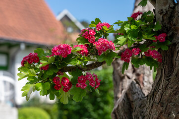 Red blossom of Crataegus laevigata, Midland hawthorn, English hawthorn, or mayflower,  species of hawthorn native to western and central Europe, from Great Britain