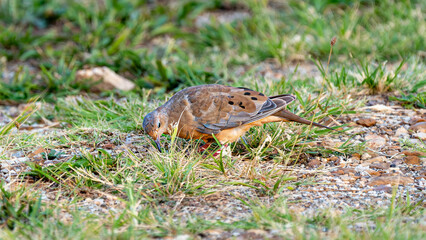 Mourning dove in grass