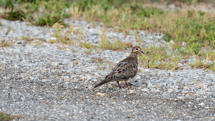 Mourning dove in gravel